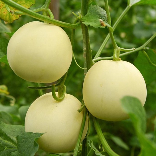 產(chǎn)品應(yīng)用效果